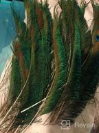 img 1 attached to Sowder Natural Peacock Sword Feathers 10-15 Inches For Wedding Home Decoration Pcak Of 50 review by Josh Thompson