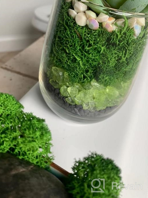 img 1 attached to Chartreuse Preserved Stardom Moss - Perfect For Fairy Gardens, Terrariums, Craft Projects & Weddings (3OZ) review by Frankye Sherman