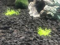 img 1 attached to Live Freshwater Aquarium Plants: Dwarf Baby Tears, Hemianthus Callitrichoides, Java Moss In Vitro TC Cup By Greenpro review by Greg Peitz