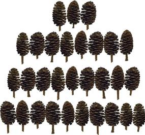 img 2 attached to 🦐 JOR Shrimp Alder Cones - Premium Aquarium Decor for Shrimp and Tropical Fish, pH Balance and Water Softening, Value Pack of 30 Cones