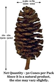 img 1 attached to 🦐 JOR Shrimp Alder Cones - Premium Aquarium Decor for Shrimp and Tropical Fish, pH Balance and Water Softening, Value Pack of 30 Cones