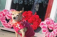 img 1 attached to Add Some Love To Your Pup'S Style: Midlee Small Valentine'S Heart Decorative Dog Collar review by Jennifer Hernandez