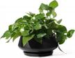 potey 8.8 inch large ceramic plant pots with drainage holes and plugs for indoor & outdoor house plants such as christmas cactus, scindapsus aureum, and ivy vine - 805 black logo