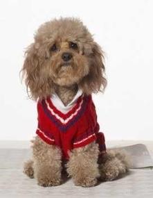 img 1 attached to Fashion Pet Preppy Tennis Sweater Dogs for Apparel & Accessories