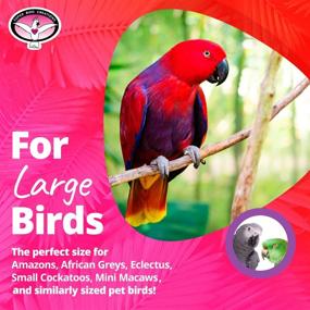 img 2 attached to 🐦 Super Bird Creations SB672 Top of the Heap Large Bird Toy: 15" x 6" x 6" - Interactive Play & Exercise for Your Bird