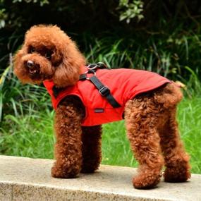 img 3 attached to 🐶 Warm Winter Dog Vest with Harness - Gyuzh Padded Vest Dog Jacket: Small Dog Coat & Clothes