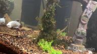 img 1 attached to Live Freshwater Aquarium Plants: Dwarf Baby Tears, Hemianthus Callitrichoides, Java Moss In Vitro TC Cup By Greenpro review by Ham Channell