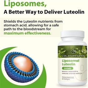 img 3 attached to 🧠 High Absorption Liposomal Luteolin 500mg Supplement - Boosts Brain, Nervous, & Immune System Health | 240 Softgels, 120-Day Supply