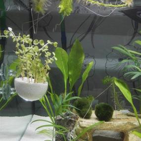 img 1 attached to 🌿 Ailindany Crystal Glass Aquatic Plant Cup Pot Holder: Perfect Fish Tank Aquarium Decor with Suction Cups