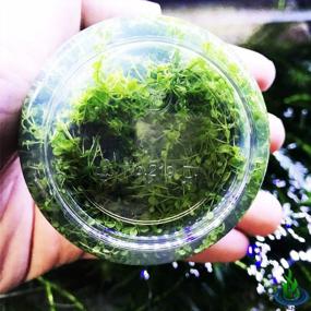 img 1 attached to Live Freshwater Aquarium Plants: Dwarf Baby Tears, Hemianthus Callitrichoides, Java Moss In Vitro TC Cup By Greenpro