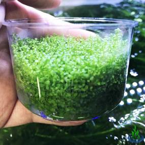 img 2 attached to Live Freshwater Aquarium Plants: Dwarf Baby Tears, Hemianthus Callitrichoides, Java Moss In Vitro TC Cup By Greenpro