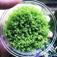 live freshwater aquarium plants: dwarf baby tears, hemianthus callitrichoides, java moss in vitro tc cup by greenpro logo