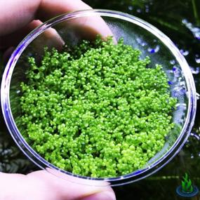 img 3 attached to Live Freshwater Aquarium Plants: Dwarf Baby Tears, Hemianthus Callitrichoides, Java Moss In Vitro TC Cup By Greenpro