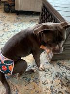 img 1 attached to Keep Your Furry Friend Comfortable: Dono Washable Reusable Female Dog Diapers - No Leaks, High Absorbency, Adjustable Straps, 3-Pack review by Brett Cat