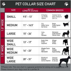 img 1 attached to Buckle Down Seatbelt Dog Collar Dogs -- Training & Behavior Aids