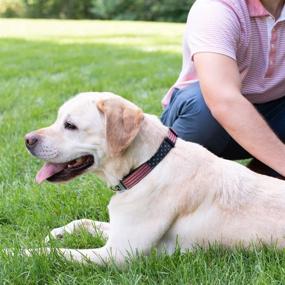 img 2 attached to Buckle Down Seatbelt Dog Collar Dogs -- Training & Behavior Aids