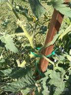 img 1 attached to Secure Your Garden Vines With EuTengHao'S 100-Piece Adjustable Plant Twist Ties review by Evan Burnside