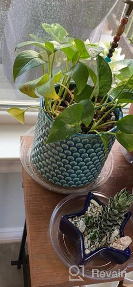 img 1 attached to 6 Inch Ceramic Planters Pots With Drainage Hole For Indoor Plants, Succulent Cactus - POTEY 054304 Vintage Style Polka Dot Patterned Bonsai Container (Plants NOT Included) review by Nate Mims