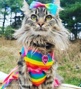 img 2 attached to 🌈 Stylish Fitwarm Rainbow Easter Dog Dresses for Medium-Sized Pets