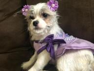 img 1 attached to 2 Pack Princess Bowtie Dog Dresses - Cute Sundresses For Small Dogs By KYEESE review by Dennis Brinson