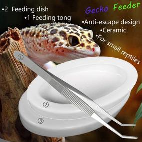 img 3 attached to Fuongee Reptile Feeding Lizard Ceramic