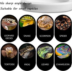 img 2 attached to Fuongee Reptile Feeding Lizard Ceramic