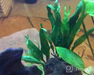 img 1 attached to Hardy Leaf Black Forest Asian Java Fern Potted Live Water Aquatic Aquarium Plants For Freshwater Fish Tank By Greenpro Microsorum Pteropus review by Esera Warren