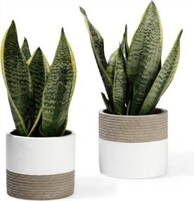 img 4 attached to Set Of 2 POTEY 5 Inch Concrete Succulent Planters With Drainage Holes - Flowerpots For Indoor Plants, Bonsai Containers (Plant NOT Included)