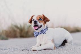 img 1 attached to 🐾 Lionet Paws Dog and Cat Collar with Bowtie: Soft, Comfortable, Adjustable Collar for Small, Medium, Large Dogs. Ideal Gift for Boys or Girls.