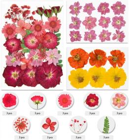 img 4 attached to Colorful Pressed Flowers & Leaves For Crafts - Vignee 47 PCS Real Dried Petals For Jewelry Making & DIY Accessories (Style A)