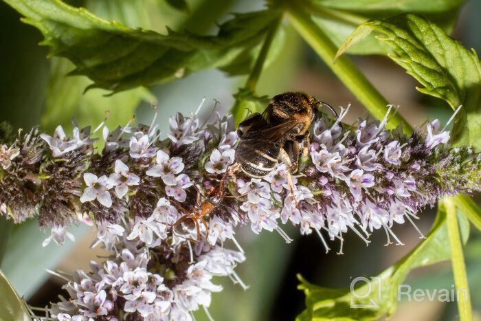 img 1 attached to Capture Stunning Details with the Canon EF 50mm f/2.5 Compact Macro Lens review by Xavier Xavier ᠌