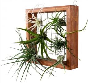 img 3 attached to Air Plants Frame Bromeliads Wall Holder DIY Airplant Hanger Tillandsia Wall Display Succulent Stand Flower Shelf Planter Basket With Hanging Hooks Balcony Patio Garden Home Décor (PLANTS NOT INCLUDED)