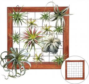 img 4 attached to Air Plants Frame Bromeliads Wall Holder DIY Airplant Hanger Tillandsia Wall Display Succulent Stand Flower Shelf Planter Basket With Hanging Hooks Balcony Patio Garden Home Décor (PLANTS NOT INCLUDED)