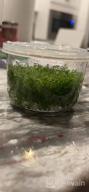 img 1 attached to Live Freshwater Aquarium Plants: Dwarf Baby Tears, Hemianthus Callitrichoides, Java Moss In Vitro TC Cup By Greenpro review by David Padilla