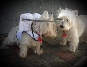 img 3 attached to 🐶 Muffin’s Halo: The Ultimate Guide and Device for Blind Dogs – Promoting Confidence and Accident Avoidance – A Must-Have Accessory to Enhance Navigation for Over 30,000 Blind Dogs! (M)