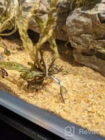 img 4 attached to Преобразите свой аквариум с чашкой Greenpro'S Tissue Culture Hygrophila Pinnatifida Live Plant!