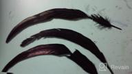 img 1 attached to Sowder Pure White Rooster Coque Tail Feathers 13-16Inch Lengh Pack Of 50 review by Chris Pollreisz