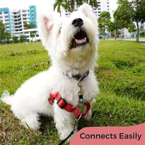 img 1 attached to 🔒 Double-Ended Safety Clip for Small Dogs - Collar Companion for Harness, Prong Collar, Pinch Collar, and Gentle Lead - Backup Clasp for Enhanced Security