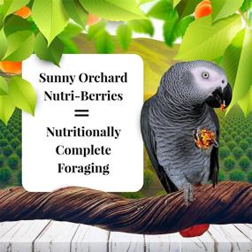 img 3 attached to 🦜 Lafeber Sunny Orchard Nutri-Berries: Premium Non-GMO Parrot Food, 20 lb - Human-Grade & Nutrient-Rich