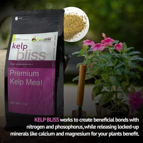 img 2 attached to Повысьте урожайность своего сада с помощью Kelp Bliss: чистое органическое удобрение из ламинарии - 5 Lbs