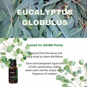 img 3 attached to Benatu'S 1 Oz Pure Eucalyptus Essential Oil For Diffusers, Humidifiers, And Massages - High-Quality Aromatherapy Oil