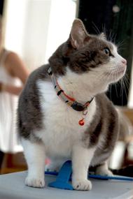 img 2 attached to 🐱 Rogz Reflective Cat Collar: Adjustable, Breakaway Clip, Removable Bell - Orange Bird Design