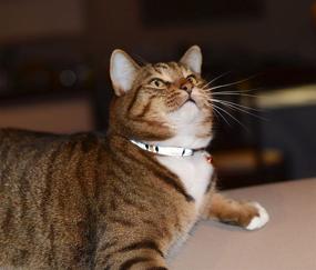 img 1 attached to 🐱 Rogz Reflective Cat Collar: Adjustable, Breakaway Clip, Removable Bell - Orange Bird Design