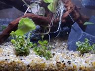 img 1 attached to Vibrant And Lively: Japanese Tissue Culture Hydrocotyle Tripartita For Your Freshwater Aquarium review by David Miller