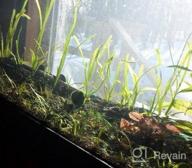 img 1 attached to Create A Stunning Aquascape With Fresh Dwarf Sagittaria Subulata 3-Bunch Live Aquarium Plants By Greenpro review by Alfred Paiz