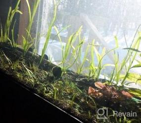 img 6 attached to Создайте потрясающий акваскейп со свежими карликовыми растениями Sagittaria Subulata из 3 пучков живых аквариумных растений от Greenpro