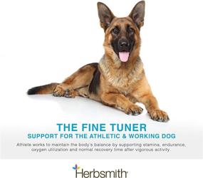 img 3 attached to Enhance Canine Performance: Herbsmith Athlete - Endurance Supplement for Working and Agility Dogs - 500g Powder