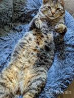 картинка 1 прикреплена к отзыву Topmart Plush Calming Dog Bed: Washable Cat Donut Bed For Small Dogs & Cats - Anti-Anxiety Faux Fur Donut Cuddler - 30" × 30" Beige от Don Merritt