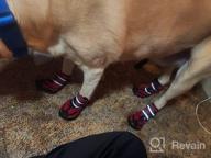 картинка 1 прикреплена к отзыву XS Blue Dog Booties With Anti-Slip Sole, Adjustable Straps For Winter Snow Protection - Sports Running Hiking Pet Shoes For Medium Large Dogs от Paul Freeman