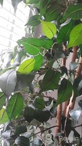 img 4 attached to Оживите свои искусственные растения с помощью средства FloraCraft Silk Plant Cleaner - 22Oz